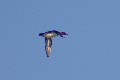 Hooded Merganser