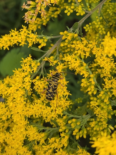 Locust Borer