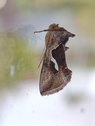 Dewick's Plusia