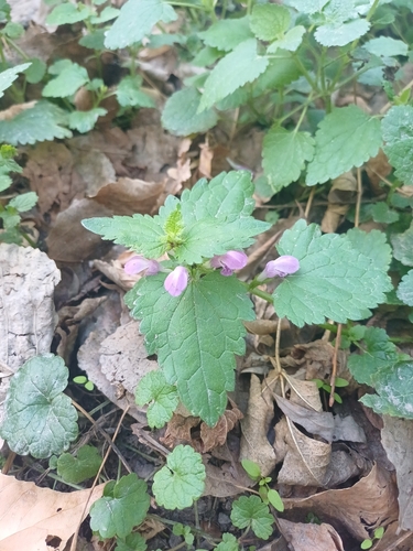 Spotted deadnettle