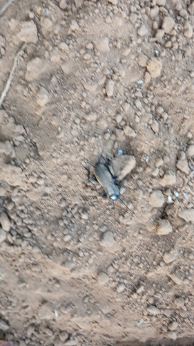 European Field Cricket