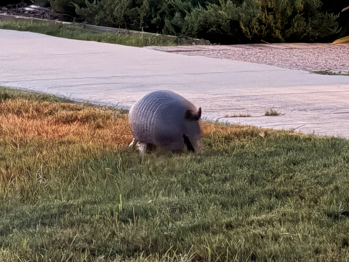 Featured image for “Mexican Long-nosed Armadillo”