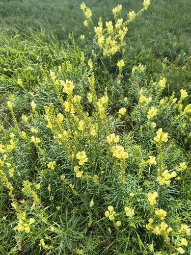 common toadflax