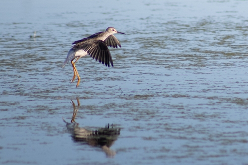Lesser Yellowlegs