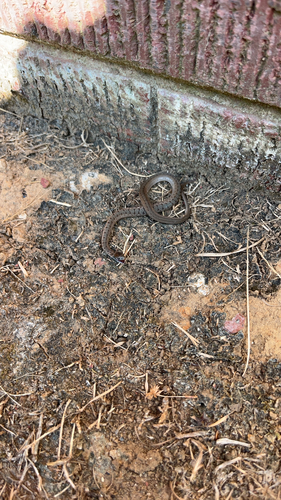 DeKay's Brownsnake