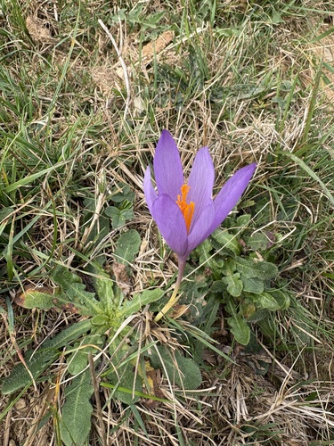 Autumn Crocus