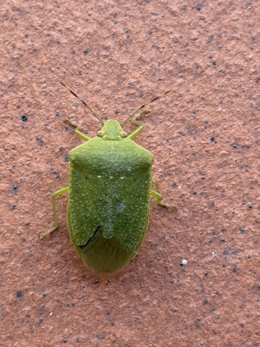 Southern Green Stink Bug