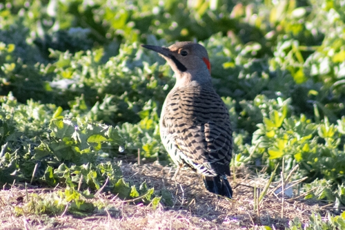 Northern Flicker