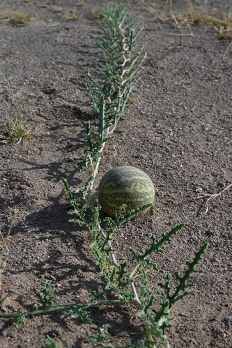 Citrullus colocynthis, photograph 2