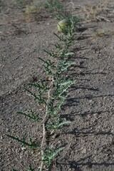 Citrullus colocynthis