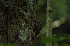 Glyphorynchus spirurus