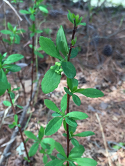 Berberis canadensis