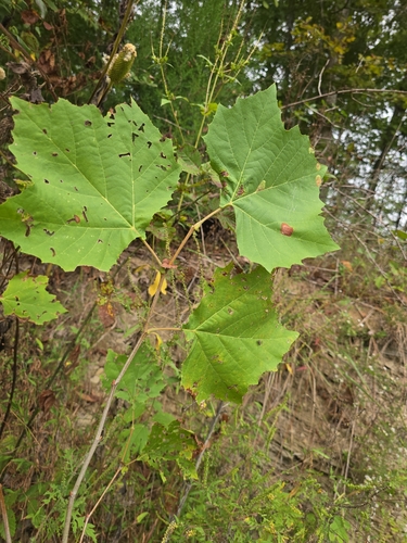 American sycamore