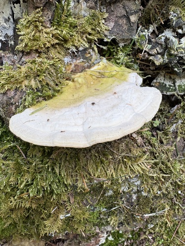 Lumpy Bracket