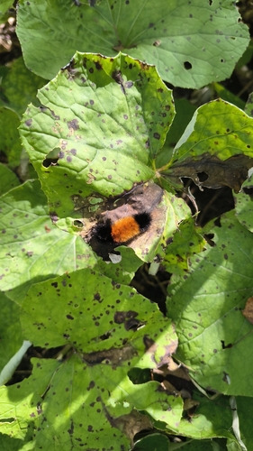 Isabella Tiger Moth