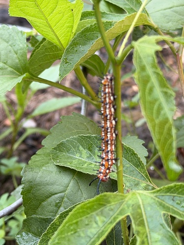 Variegated Fritillary