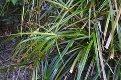 Scirpus ternatanus