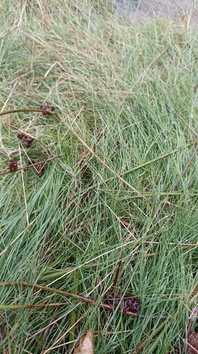 Agrostis canina observed 2026-09-22