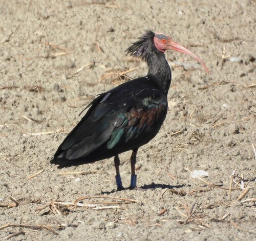 Northern Bald Ibis