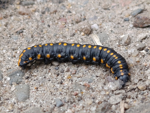 Cucullia lucifuga