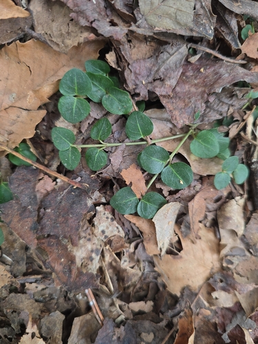 partridgeberry