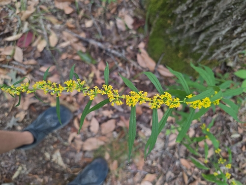 bluestem goldenrod