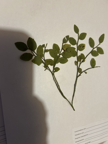 common bilberry