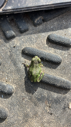 Gray Treefrog
