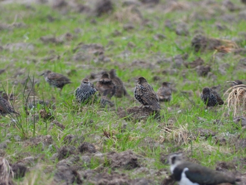 European Starling