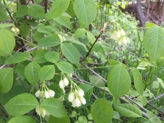 Staphylea trifolia
