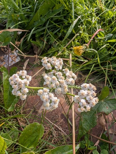 common yarrow