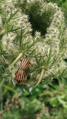 Graphosoma lineatum siciliensis