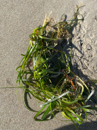 Zostera marina