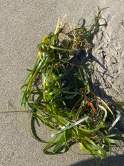 Zostera marina, photograph (c) Erik, some rights reserved (CC BY)