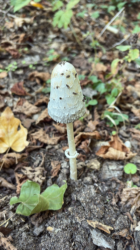 Shaggy Mane