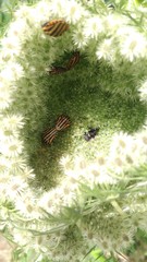 Graphosoma lineatum siciliensis