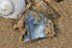 Pteriidae