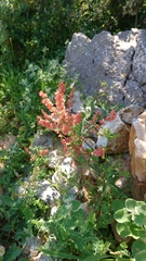 Rumex tuberosus
