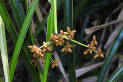 Scirpus ternatanus