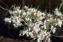 Hakea decurrens physocarpa