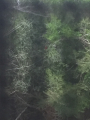 Cardinalis cardinalis