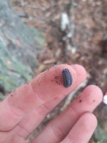 Ratzeburg's Woodlouse