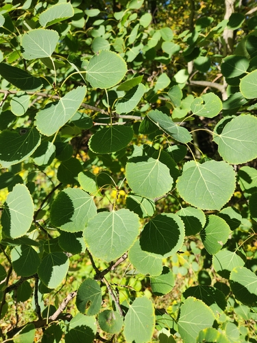 quaking aspen