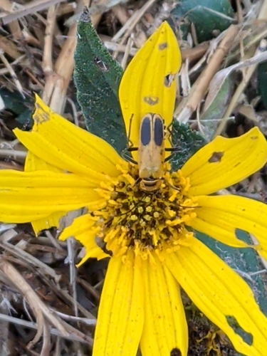 Goldenrod Soldier Beetle