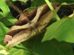 Bastilla fulvotaenia