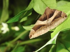 Bastilla fulvotaenia