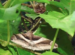 Bastilla fulvotaenia
