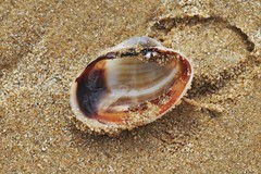 Irus crenatus