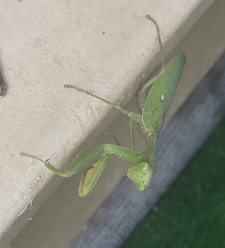 Transcaucasian Giant Mantis