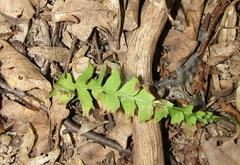 Aposeris foetida